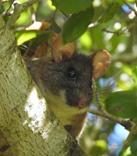 Dusky-Footed Woodrat
